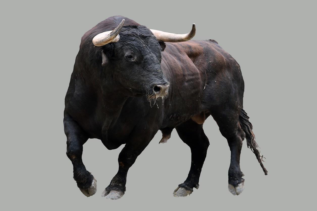 Buffalo loopbanden