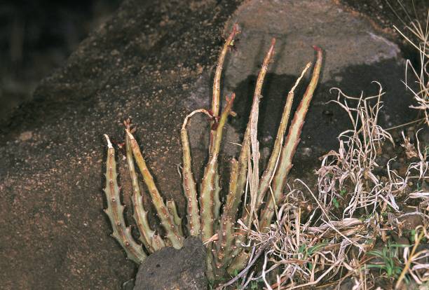 Caralluma fimbriata-min